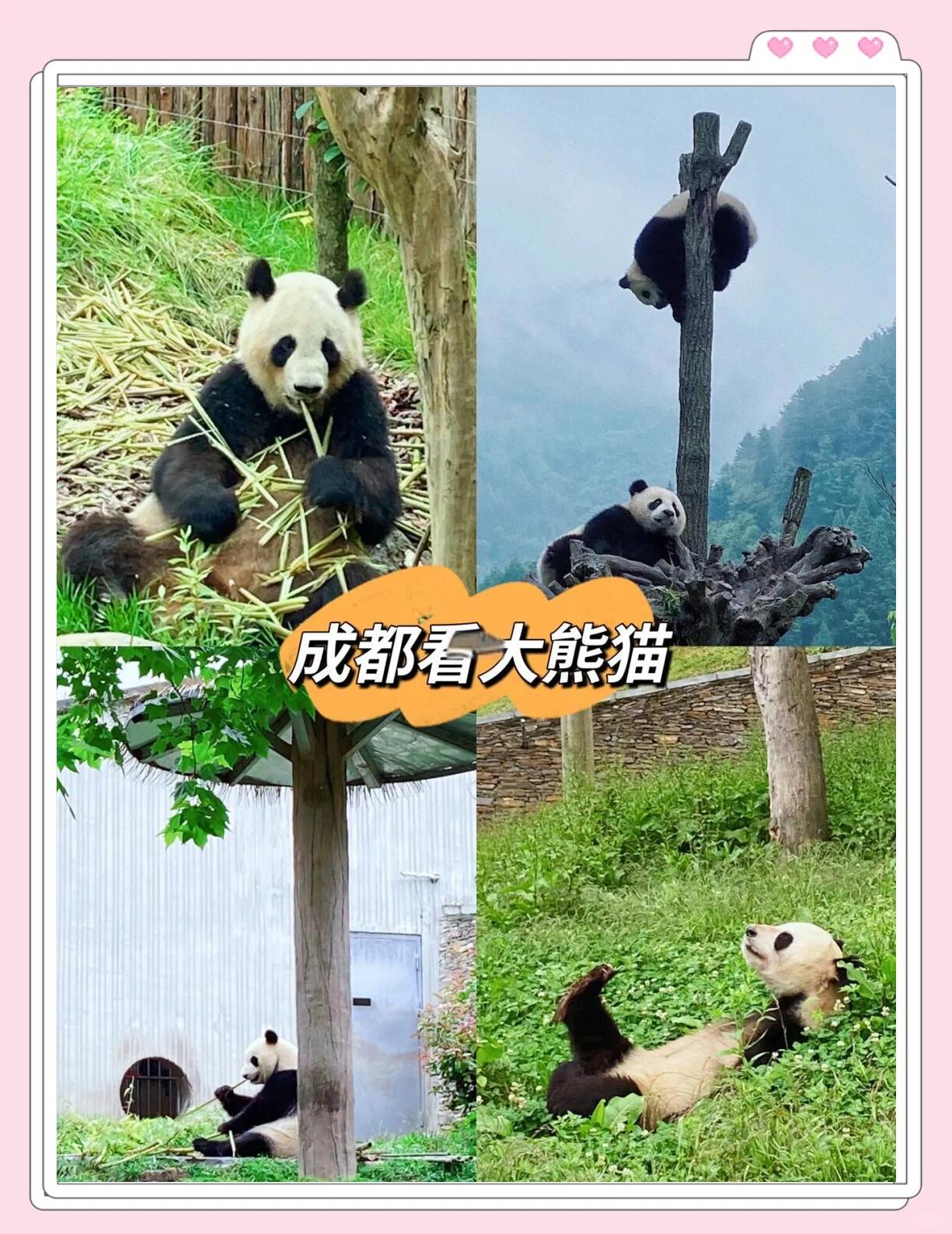 成都熊猫浴火重生,斩获全取分的简单介绍 成都熊猫浴火重生,斩获全取分的简单介绍