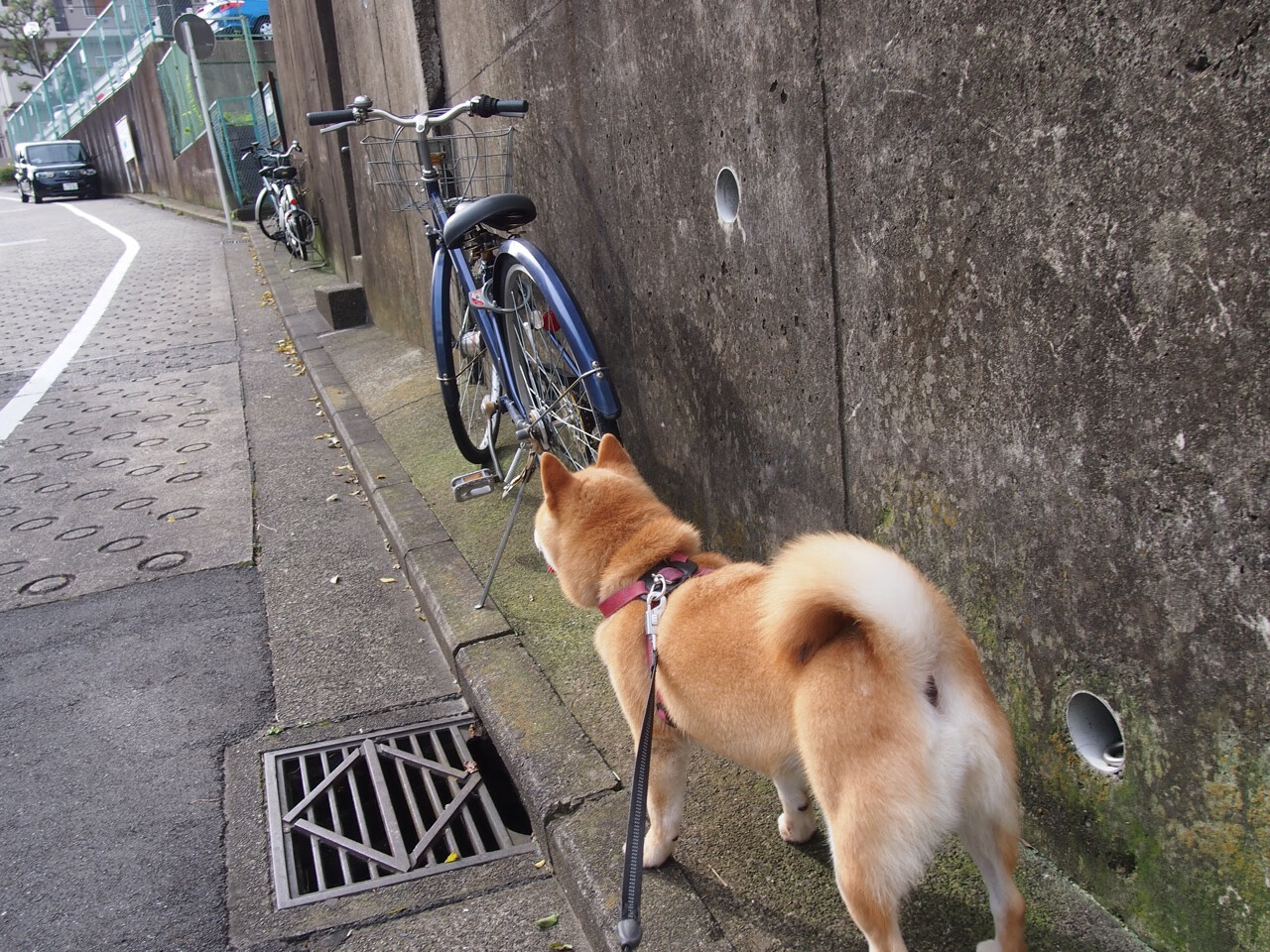 双重证明，当浓眉撕碎质疑，灰熊踏平森林狼的浮躁