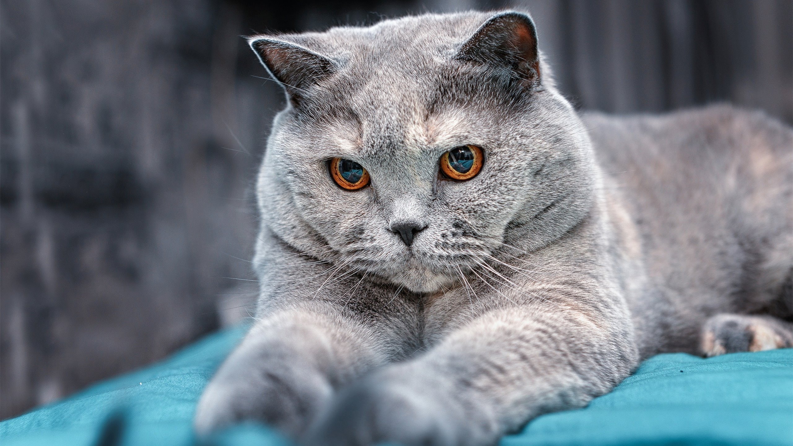 绝对守护,黑暗中的灯塔,硬仗之王门迪的铁血证明