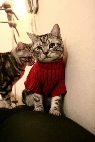 樱花武士之盾，富安健洋在年度焦点之夜的无声轰鸣