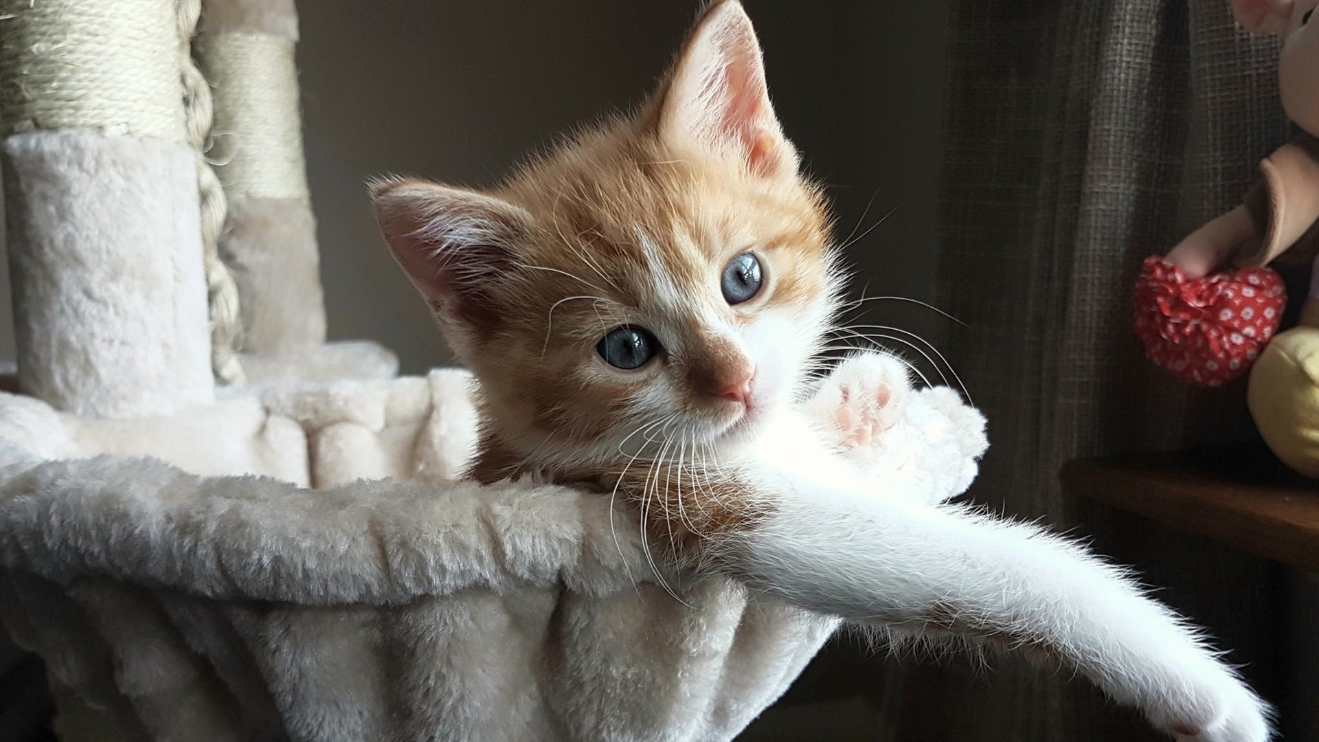 浙江队狂胜黄蜂,爱德华兹化身关键先生重击对手