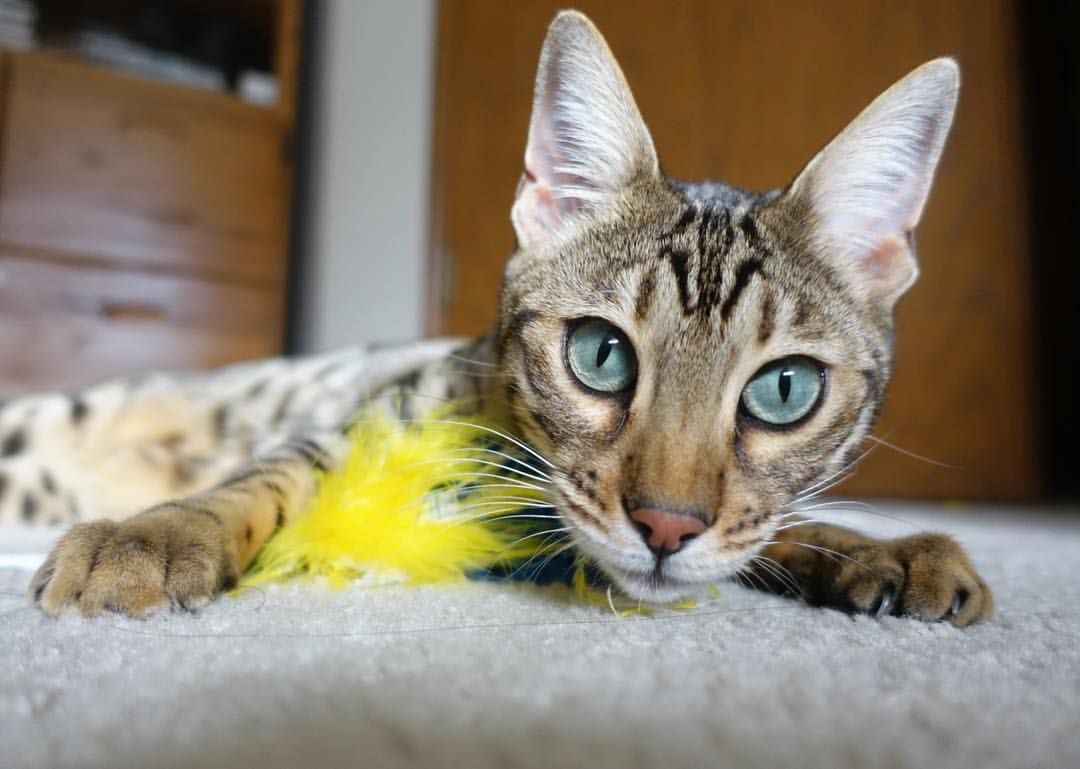 意甲焦点战之夜,英格拉姆连续得分拉开差距—双重赛场上的英雄纪元