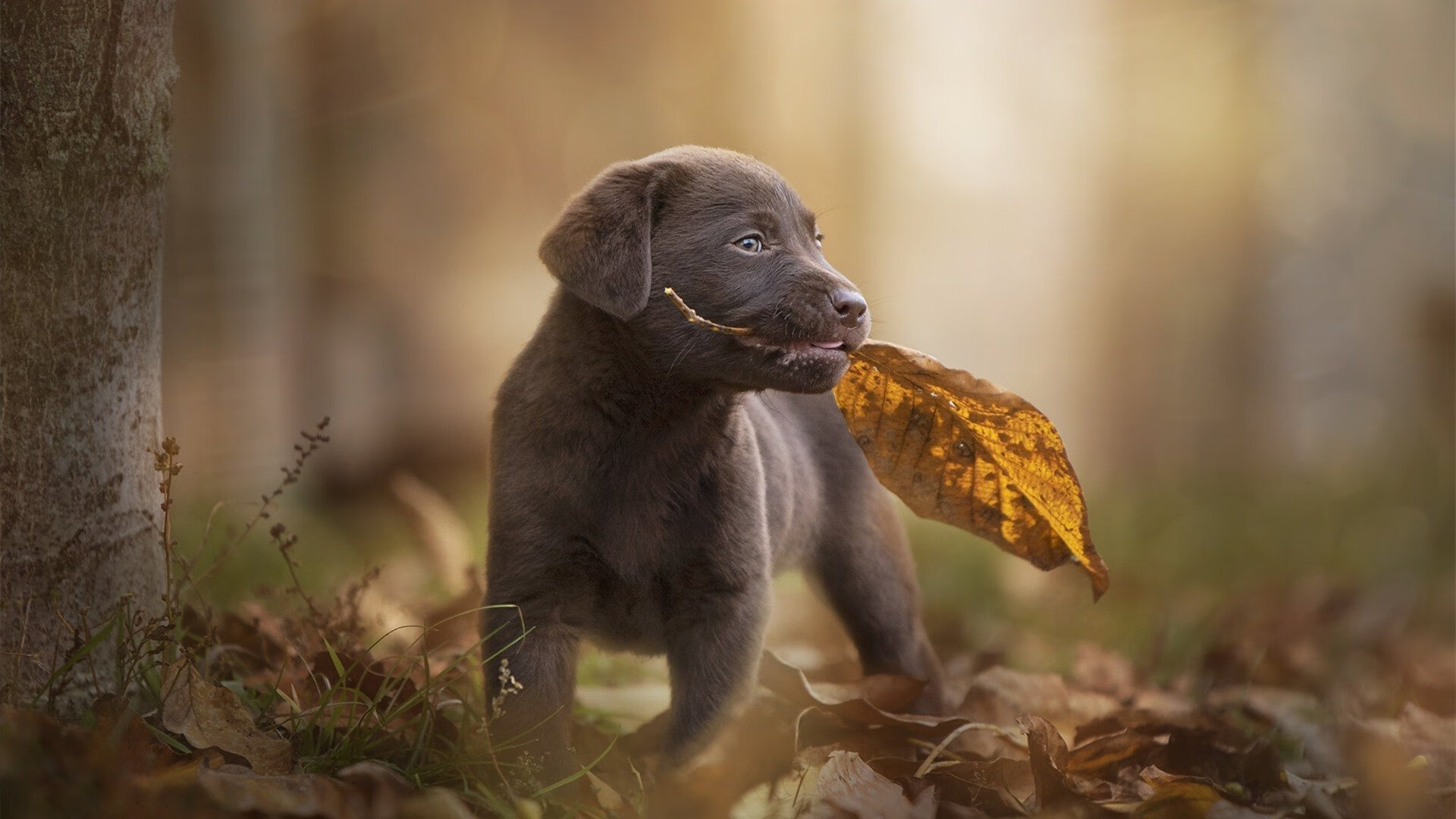 蒂亚戈爆发引领伊朗巅峰对决,力克加拿大展雄风