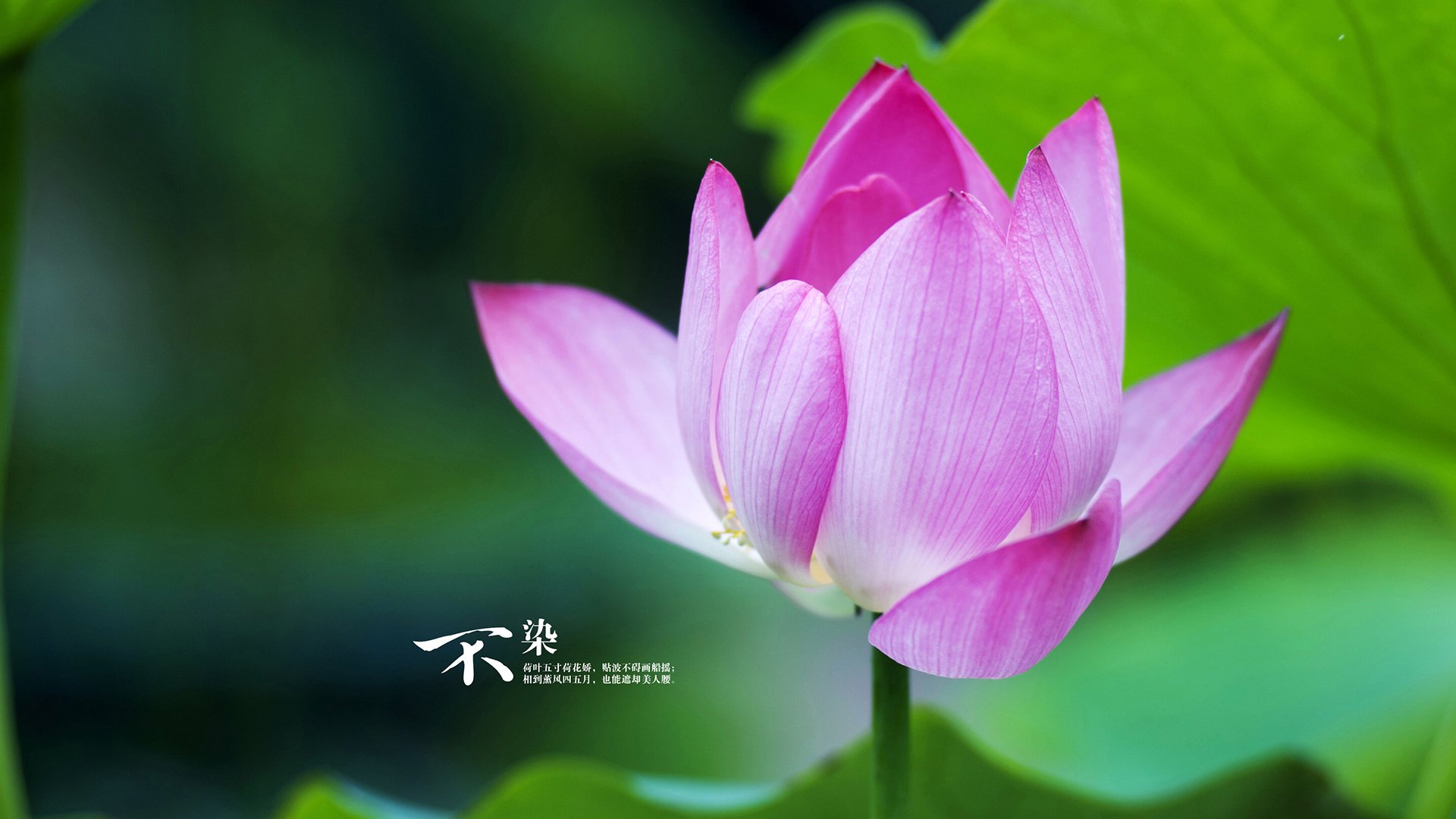 -太阳鏖战国王，马克西关键先生定乾坤