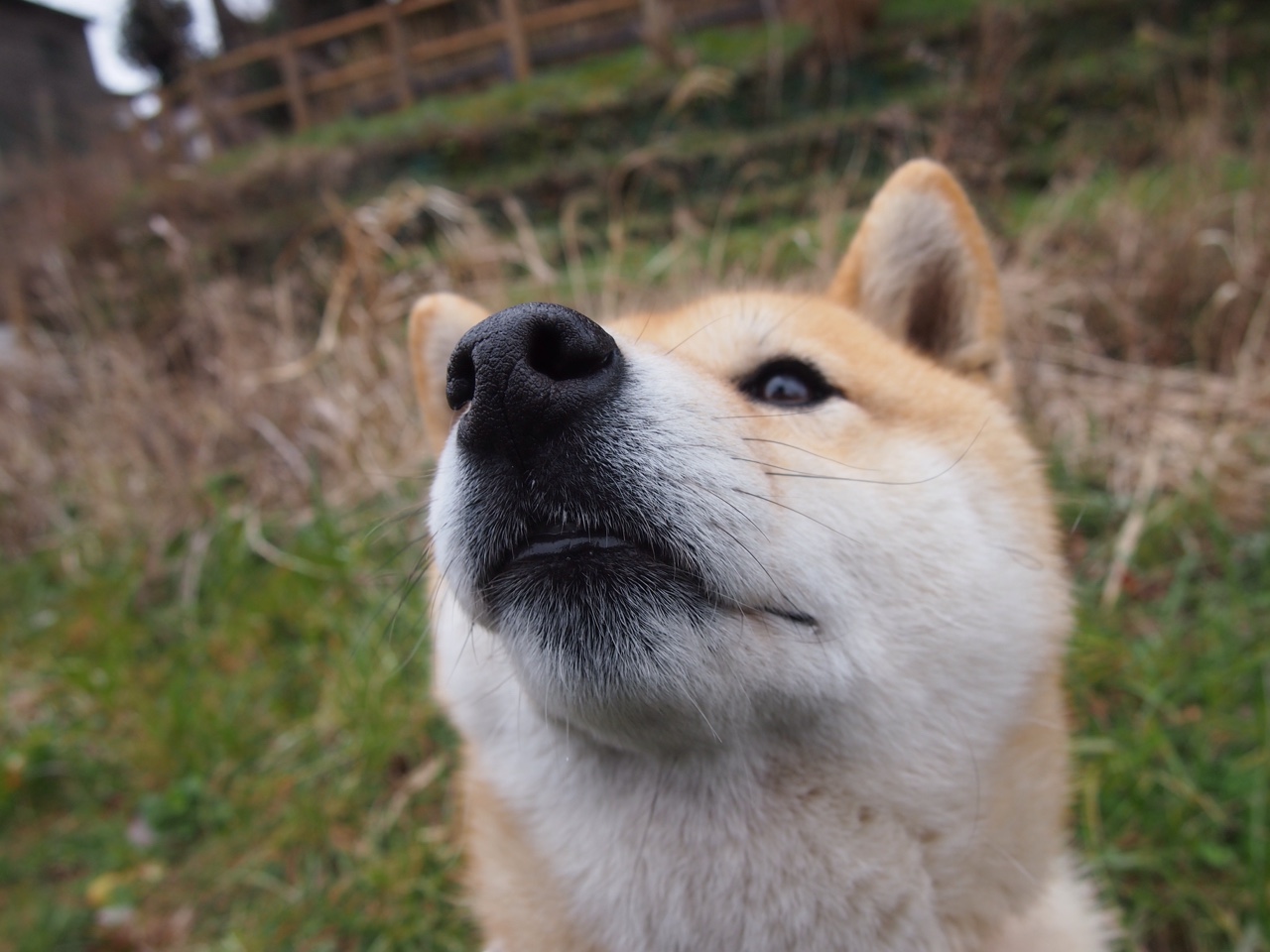 范弗利特末节17分上演科幻远投，独行侠跨界鏖战力克辽宁飞豹