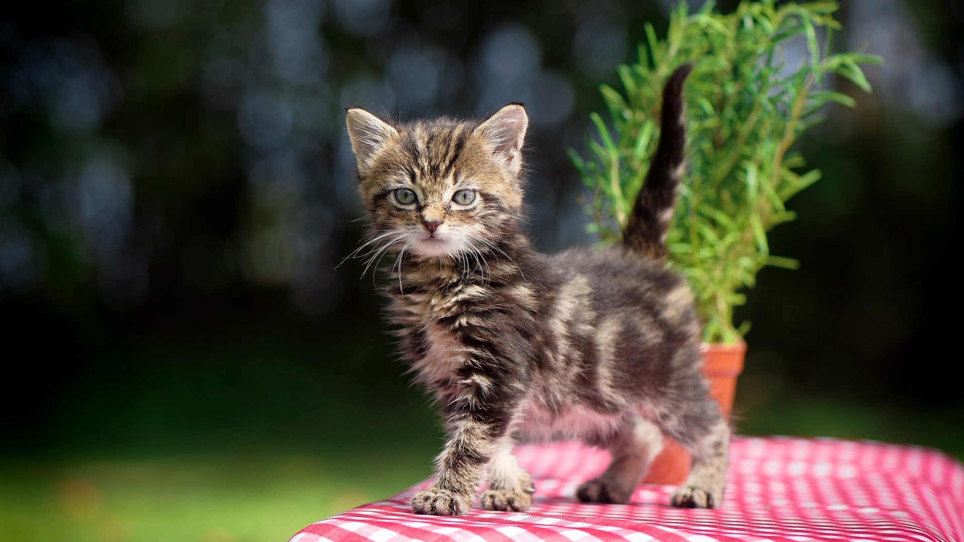 豪门双重奏，西甲德比的艺术对决与NBA的绿色风暴