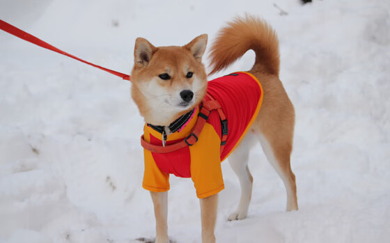 硬仗中的主宰者，浓眉领军勇士力克广东队