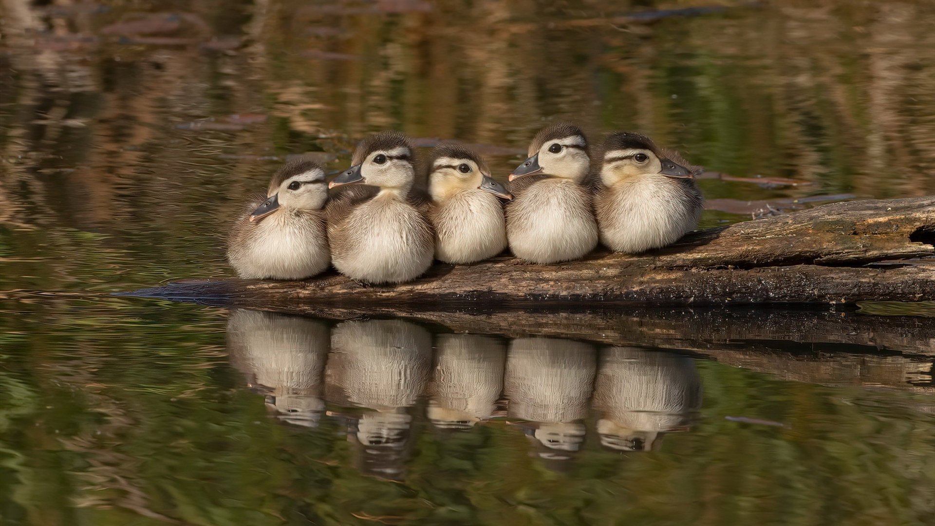 塔图姆上演完美篮球教科书，76人团队风暴席卷黄蜂