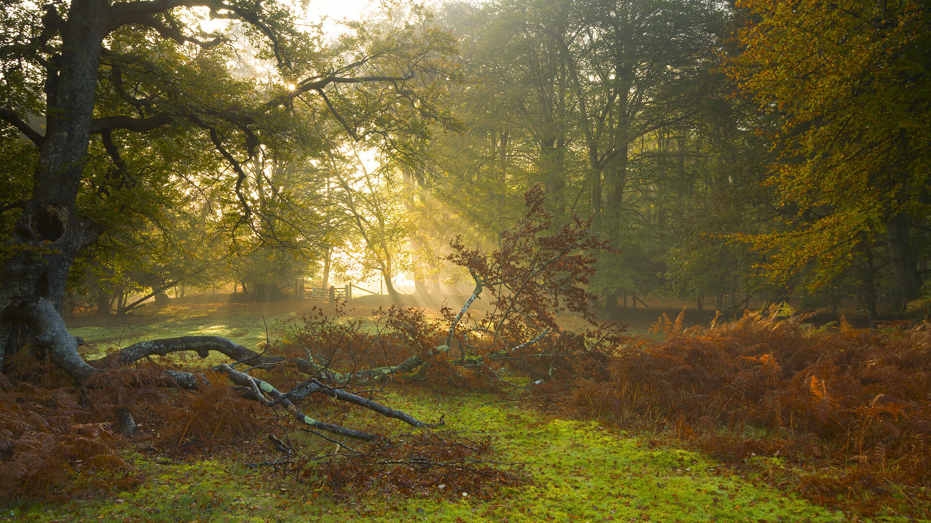 两套剧本，巨星赌注与年轻革命