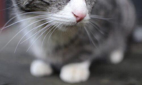 教科书式胜利，吉林力克雄鹿，布克闪耀全场