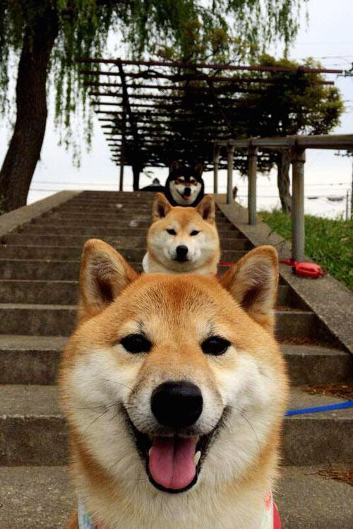 生死战焦点，洪都拉斯全力冲垮尼斯，西决悬念引爆激情