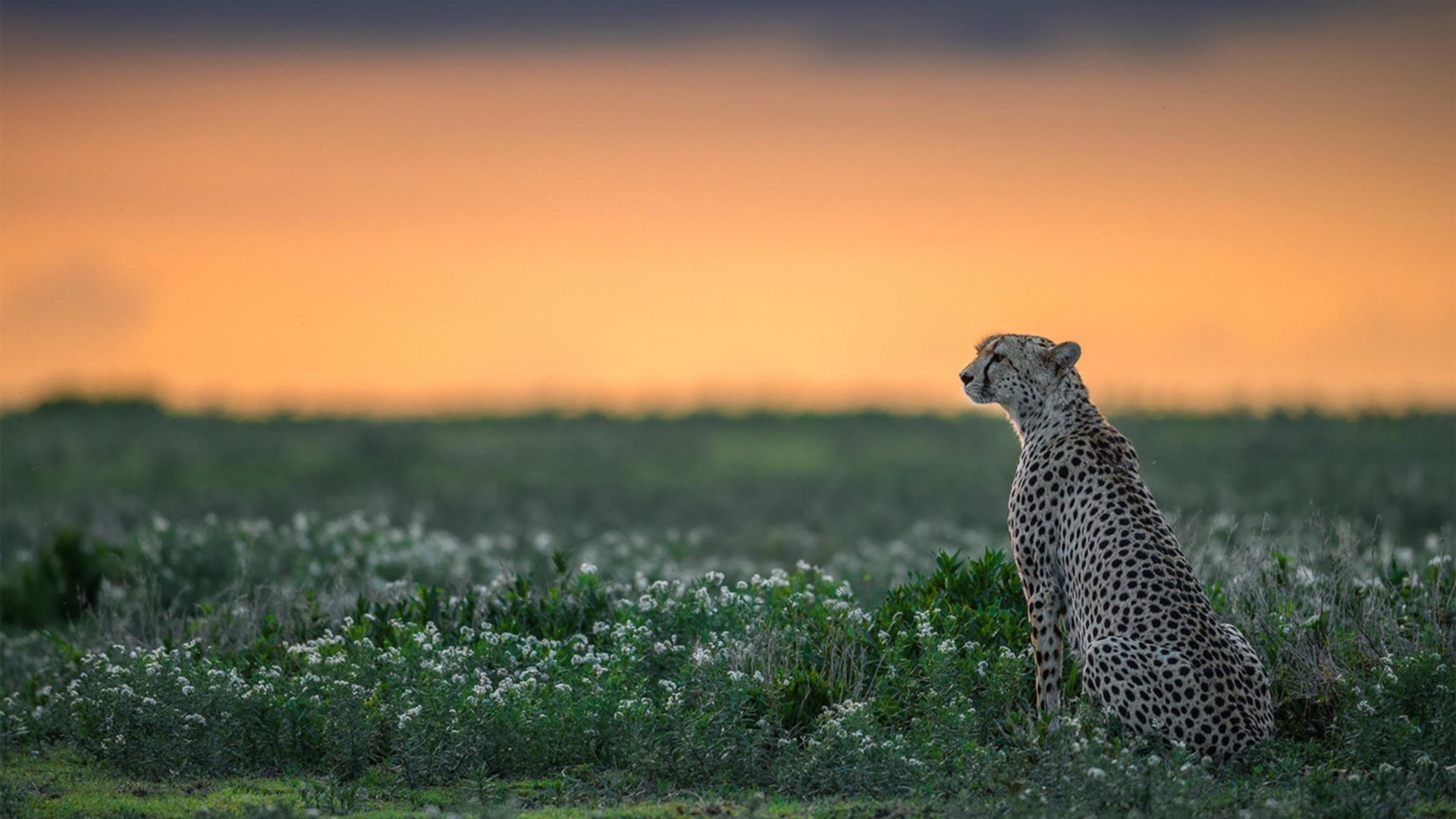 -1862与2026，从拿破仑三世到奥斯梅恩的复仇
