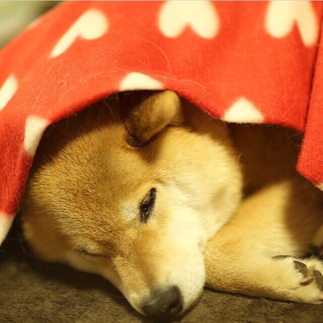 开云平台-国脚对垒俱乐部新星，戈麦斯个人能力缔造尼斯奇迹