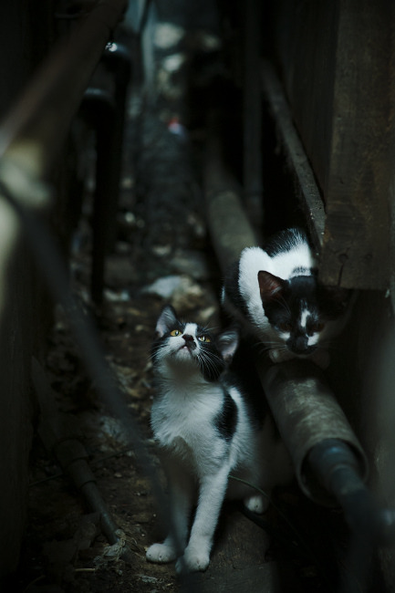 开云体育APP下载-F1年度争冠焦点战启示录，国王关键战如何突围开拓者